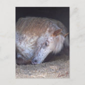 Eenvoudig Briefkaart (Voorkant)