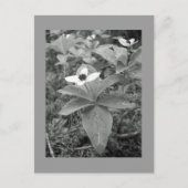 Eenvoudig Briefkaart (Voorkant)