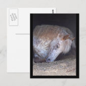 Eenvoudig briefkaart (Voorkant / Achterkant)