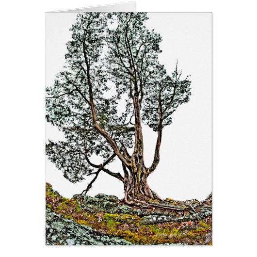 Eenvoudig Cypress (Voorkant)