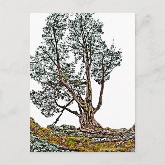 Eenvoudig Cypress Briefkaart (Voorkant)