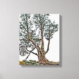 Eenvoudig Cypress Canvas Afdruk