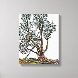 Eenvoudig Cypress Canvas Afdruk