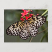 Eenvoudig een papieren vliegende vlinder briefkaart (Voorkant)