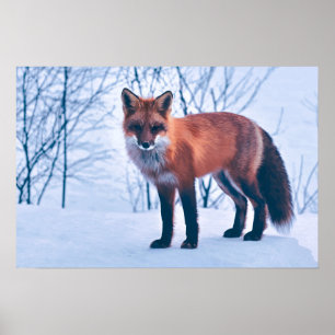 Eenvoudig Elegant Red Fox-kunstwerk   POSTER