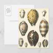 Eenvoudig gevormde zeeschelpen briefkaart (Voorkant / Achterkant)