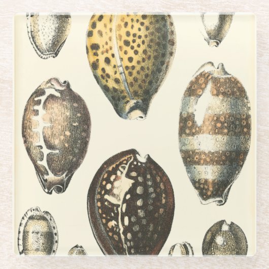 Eenvoudig gevormde zeeschelpen glazen onderzetter (Voorkant)