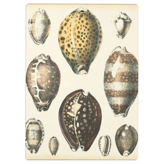Eenvoudig gevormde zeeschelpen klembord (Achterkant)