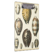 Eenvoudig gevormde zeeschelpen klembord (Rechts)