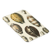 Eenvoudig gevormde zeeschelpen magneet (Rechterzijde)