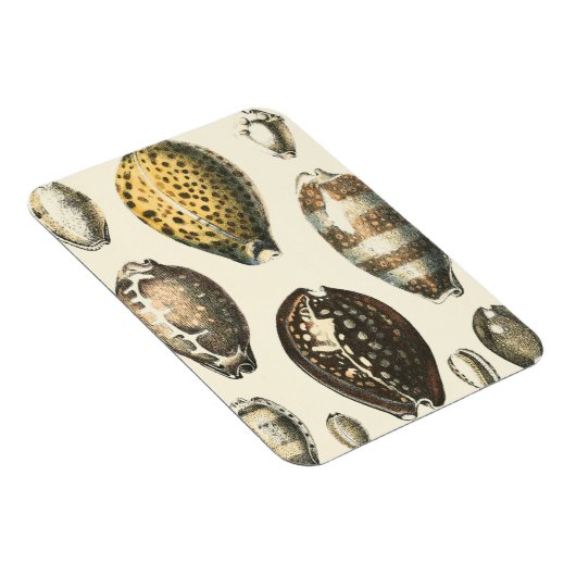 Eenvoudig gevormde zeeschelpen magneet (Rechterzijde)