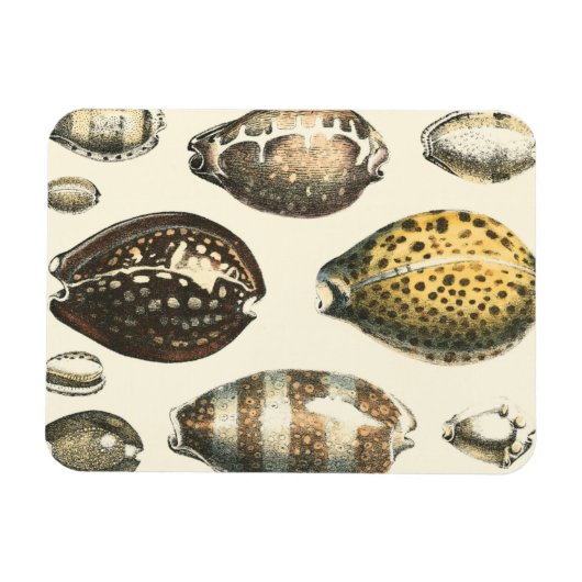 Eenvoudig gevormde zeeschelpen magneet (Horizontaal)