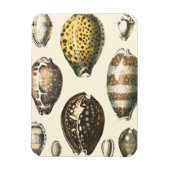 Eenvoudig gevormde zeeschelpen magneet (Verticaal)