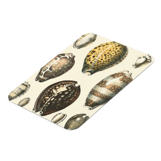 Eenvoudig gevormde zeeschelpen magneet (Linkerzijde)