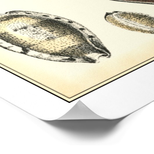 Eenvoudig gevormde zeeschelpen poster (Hoek)