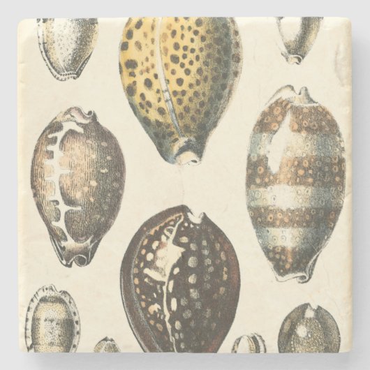 Eenvoudig gevormde zeeschelpen stenen onderzetter (Voorkant)