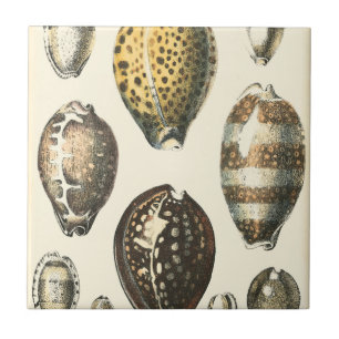 Eenvoudig gevormde zeeschelpen tegeltje