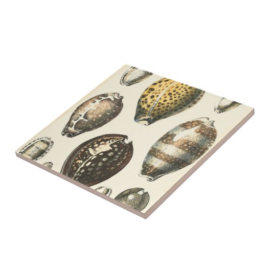 Eenvoudig gevormde zeeschelpen tegeltje (Zijkant)