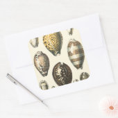 Eenvoudig gevormde zeeschelpen vierkante sticker (Envelop)