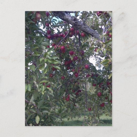 Eenvoudig leven briefkaart (Voorkant)