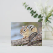 Eenvoudig Schattige Little Chipmunk Briefkaart (Staand voorkant)