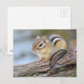 Eenvoudig Schattige Little Chipmunk Briefkaart (Voorkant / Achterkant)