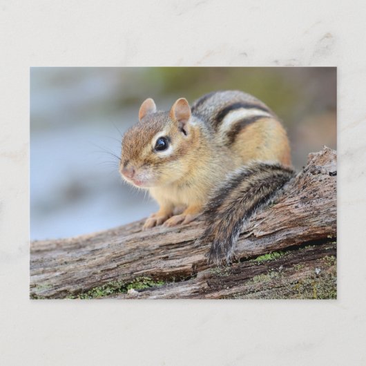 Eenvoudig Schattige Little Chipmunk Briefkaart (Voorkant)
