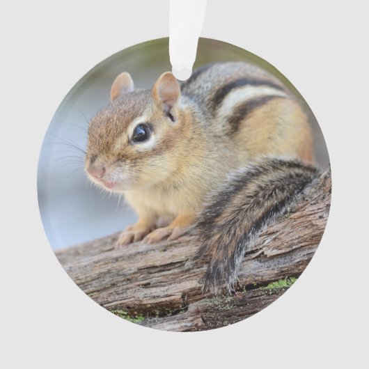 Eenvoudig Schattige Little Chipmunk Ornament (voorkant)
