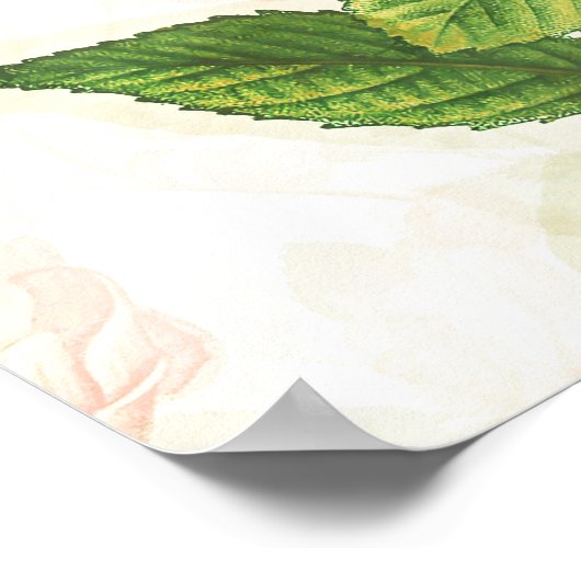 Eenvoudig  Victoriaans roze ontwerp | Poster (Hoek)