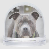 Eenvoudige aangepaste Pit Bull Dog Foto Sneeuwbol (Achterkant)