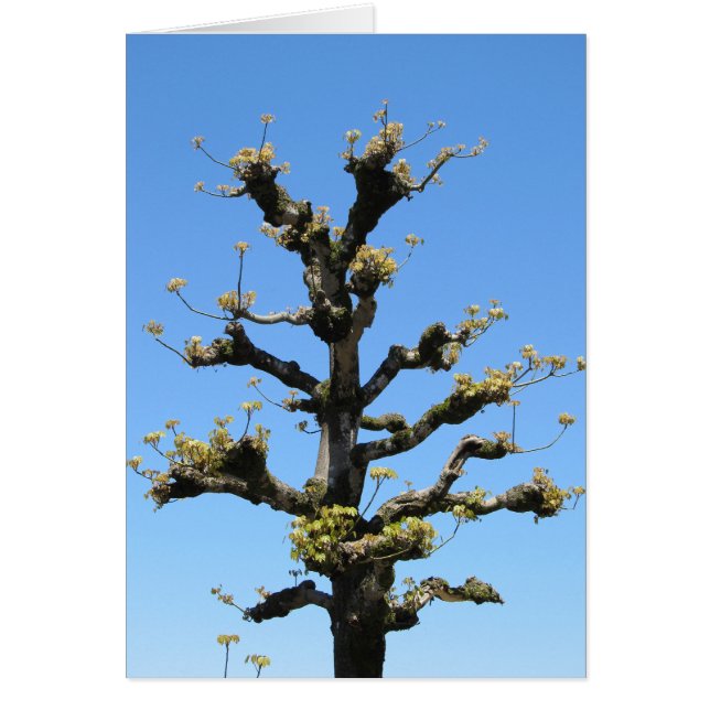 Eenvoudige boom - TBD-reeks (Voorkant)