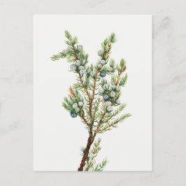 Eenvoudige  Botanische Mountain Juniper Briefkaart