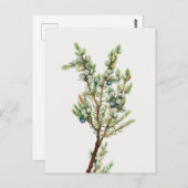 Eenvoudige  Botanische Mountain Juniper Briefkaart (Voorkant / Achterkant)