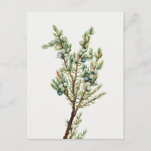 Eenvoudige  Botanische Mountain Juniper Briefkaart (Voorkant)