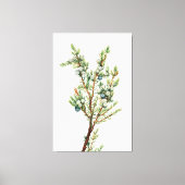 Eenvoudige Botanische Mountain Juniper Canvas Afdruk (Voorkant)