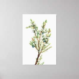 Eenvoudige  Botanische Mountain Juniper Canvas Afdruk