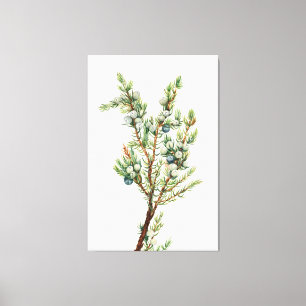 Eenvoudige  Botanische Mountain Juniper Canvas Afdruk