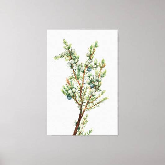 Eenvoudige Botanische Mountain Juniper Canvas Afdruk (Voorkant)
