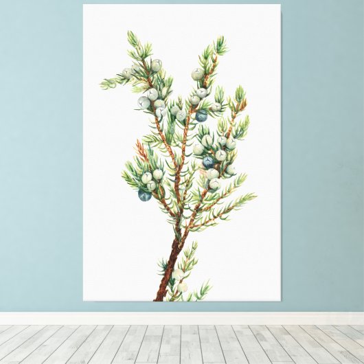 Eenvoudige Botanische Mountain Juniper Canvas Afdruk (Insitu (Houten vloer))