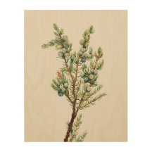 Eenvoudige Botanische Mountain Juniper