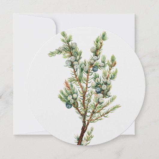Eenvoudige Botanische Mountain Juniper Kaart (Voorkant)