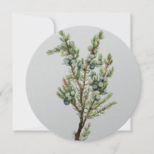 Eenvoudige Botanische Mountain Juniper