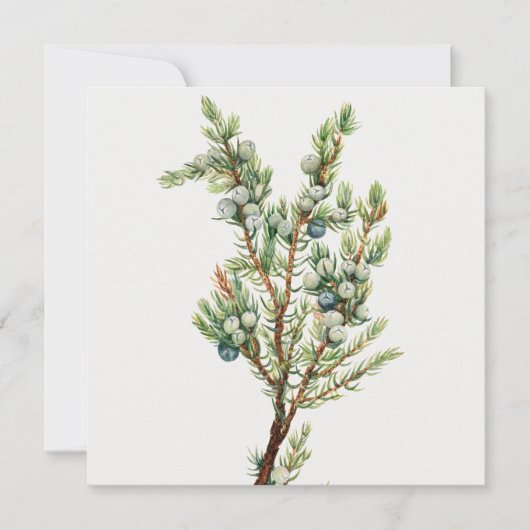Eenvoudige  Botanische Mountain Juniper Kaart (Voorkant)