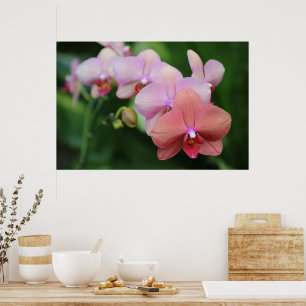 Eenvoudige en Elegante Roze Orchideeën Bloem Botan Poster