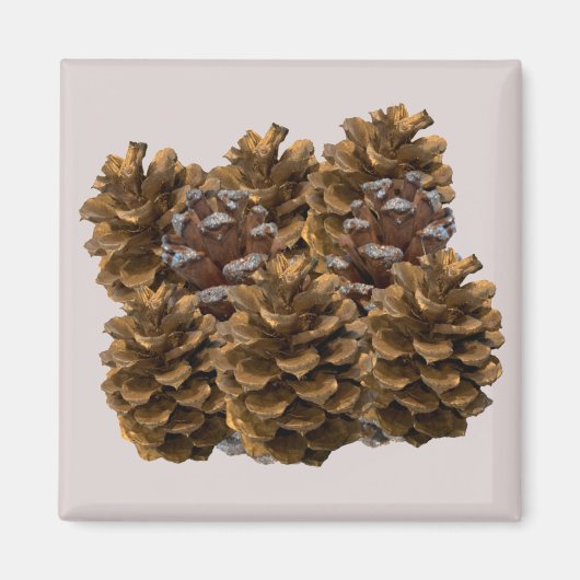 Eenvoudige Pinecones Magnet (Voorkant)