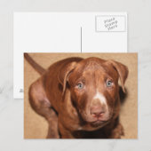Eenvoudige puppy briefkaart (Voorkant / Achterkant)