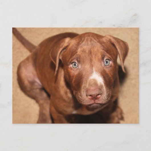 Eenvoudige puppy briefkaart (Voorkant)