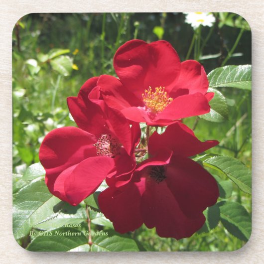 Eenvoudige Rode Rozen Drankjes Onderzetter (Voorkant)