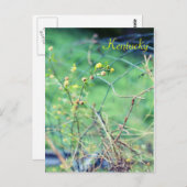 Eenvoudige schoonheid van Jersey Fawn Briefkaart (Voorkant / Achterkant)