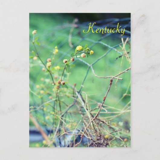 Eenvoudige schoonheid van Jersey Fawn Briefkaart (Voorkant)